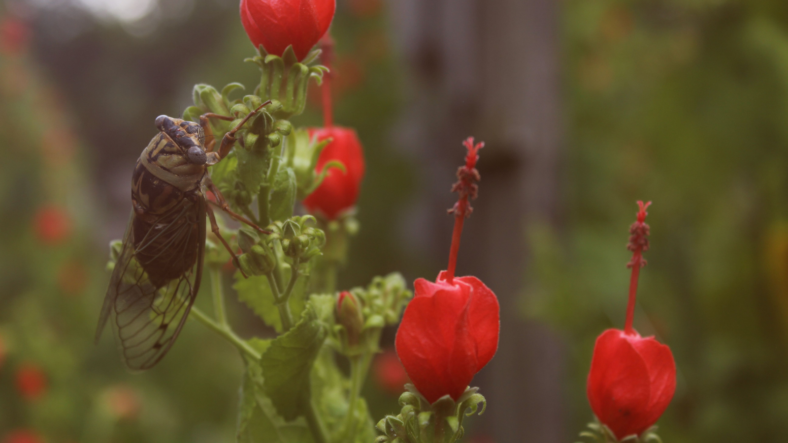 12 Tips for Growing Healthy Turk's Cap in Dallas