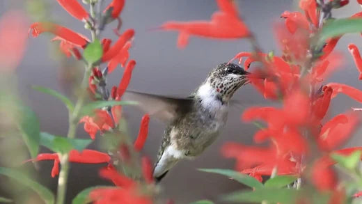 Tips for Maintaining a Hardy Scarlet Sage Plant