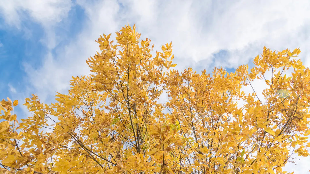 Cedar Elm: A Gem for Low-Maintenance and Eco-Friendly Gardens