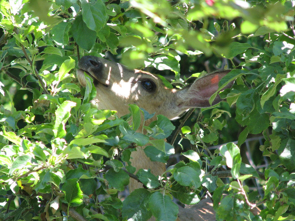 Are There any Flowering Plants Deer won't eat?