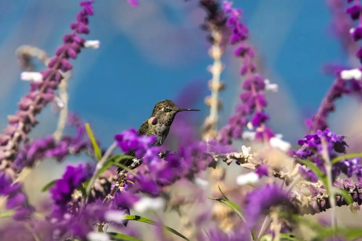 Creating a Haven: Ecological Gardening Tips for Your Backyard