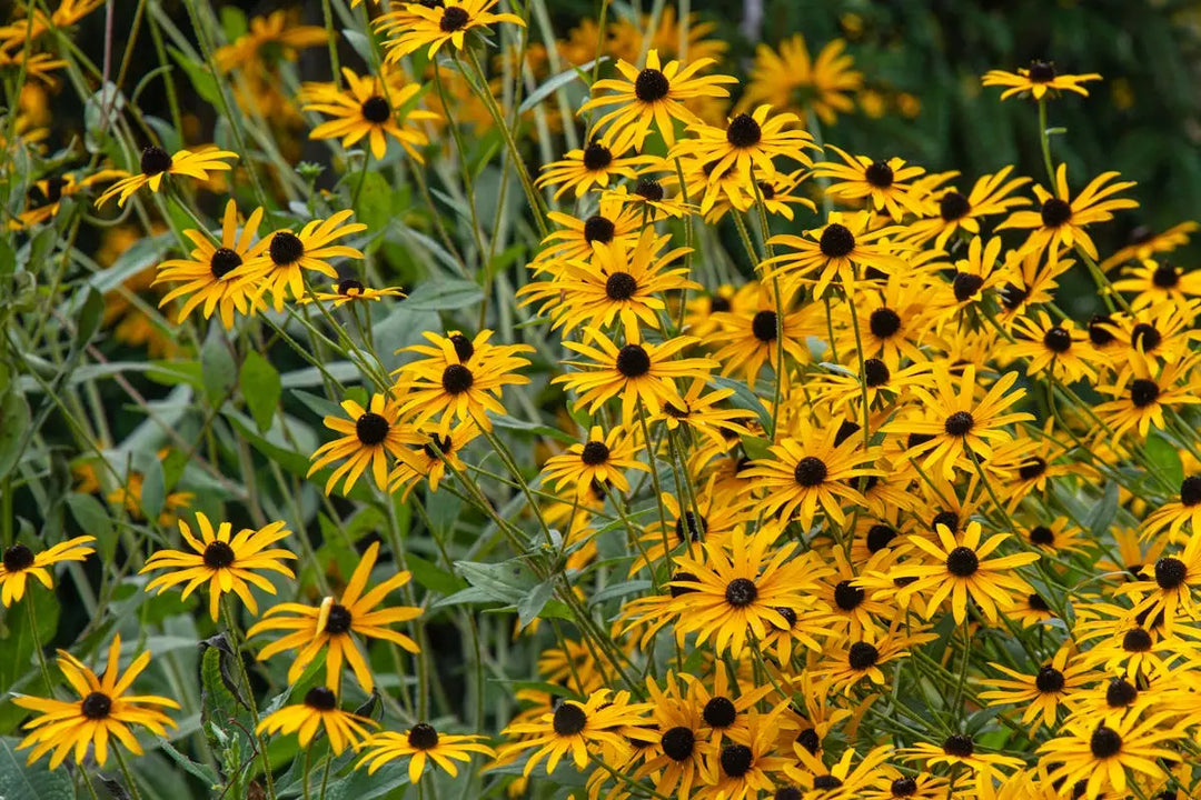 10 Texas Native Perennials Perfect for DIY Gardening in North Texas