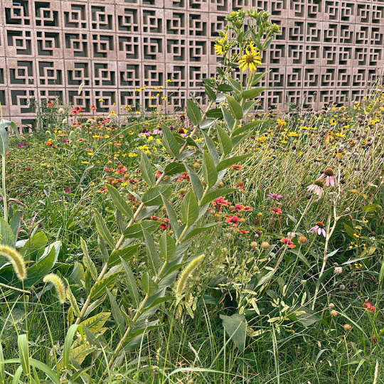 Why Use Native Plants in Texas Landscaping?