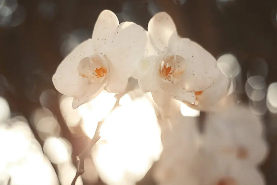 Discover the Beauty of the Anacacho Orchid Tree in Your Dallas Landscape