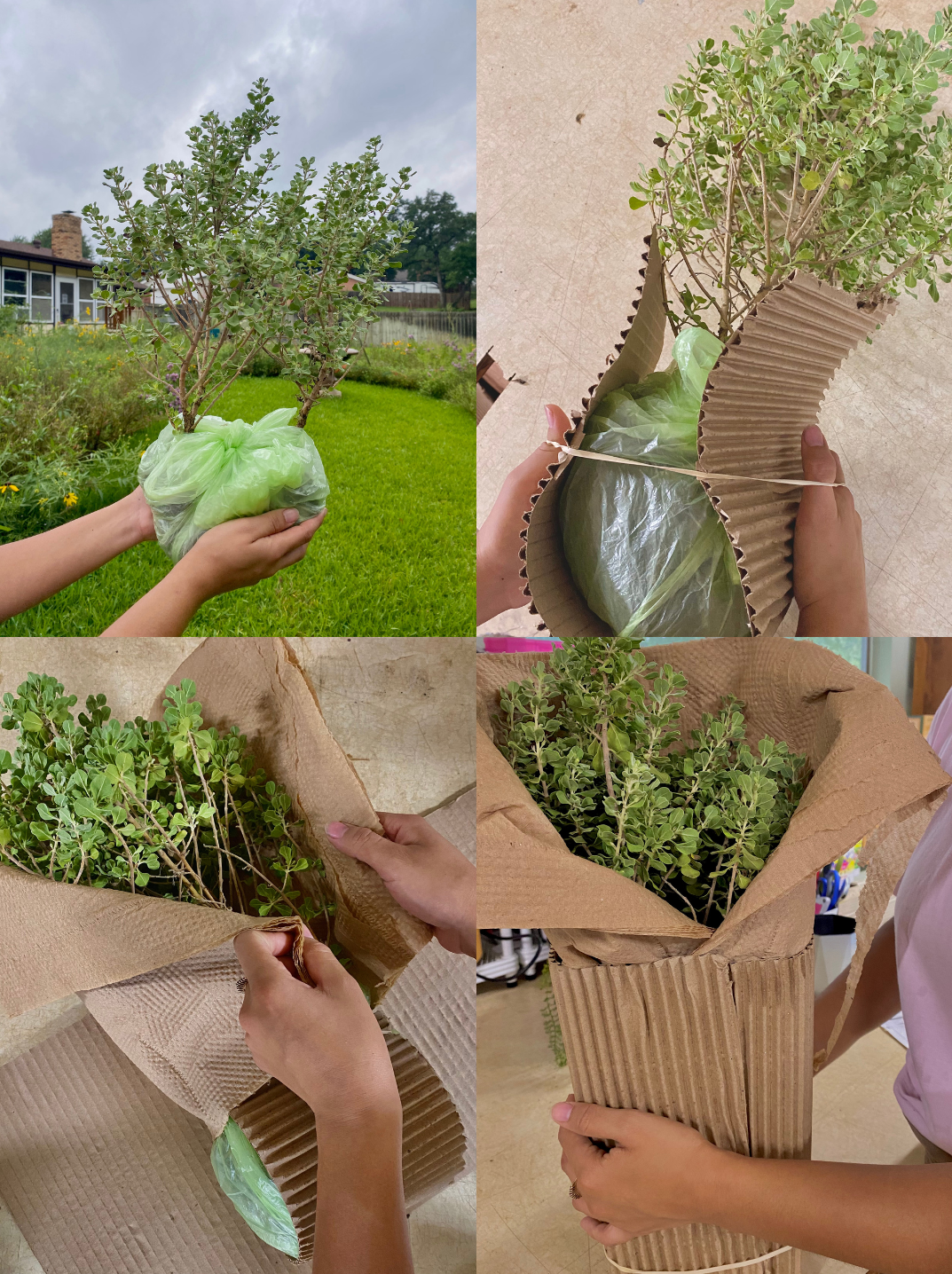 How We Ship Our Large Plants