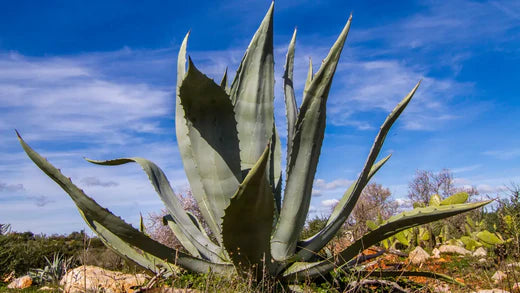 Exploring the Agave Century Plant: A Texas Gardener’s Treasure