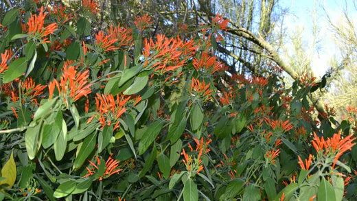 15 Tips for Caring for Mexican Honeysuckle in the Texas Heat