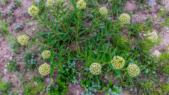 Why Antelope Horn Milkweed is Essential for Texas Gardens