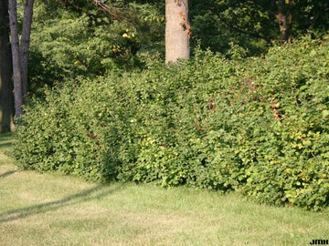 Fragrant Sumac: A Delightful Addition to Your Native Plant Collection ...
