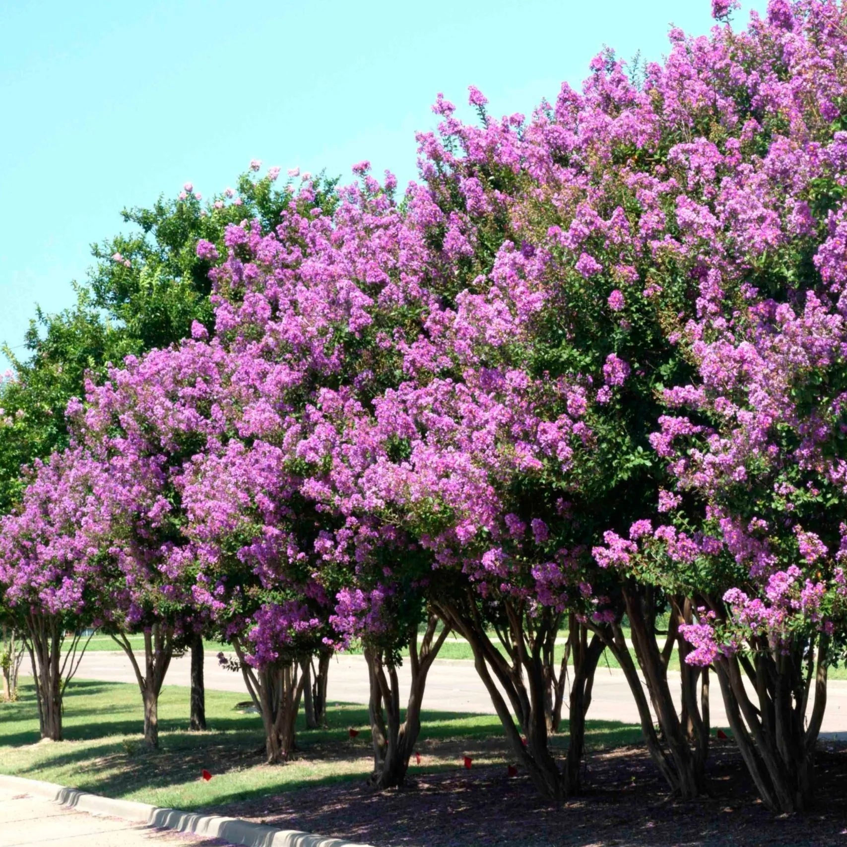 What Is A Native Replacement For My Crape Myrtle?