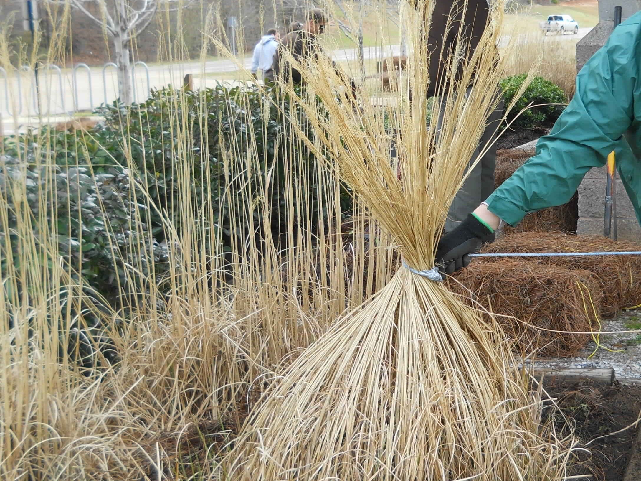 Trimming Native Grasses: How Do I Do It?