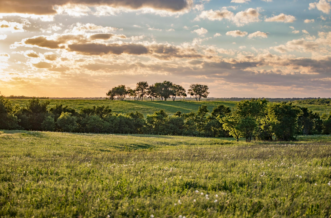 Unveiling the History and Ecology of the Blackland Prairie