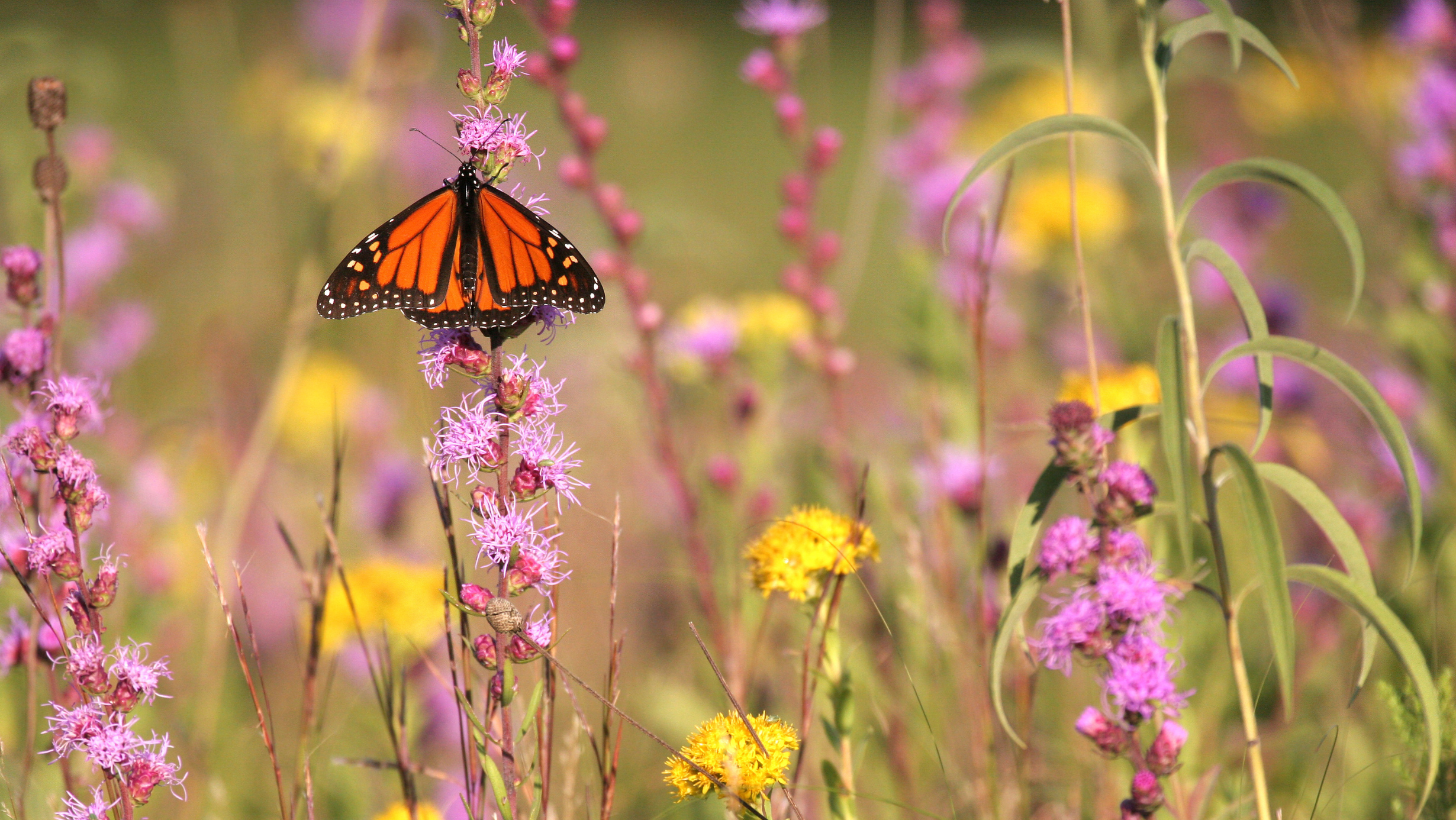 Can I plant native plants in the fall?