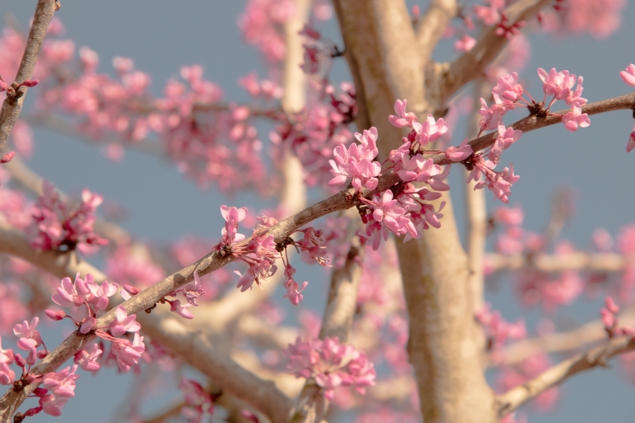 Texas Redbud, Texas’ own Cherry Blossom