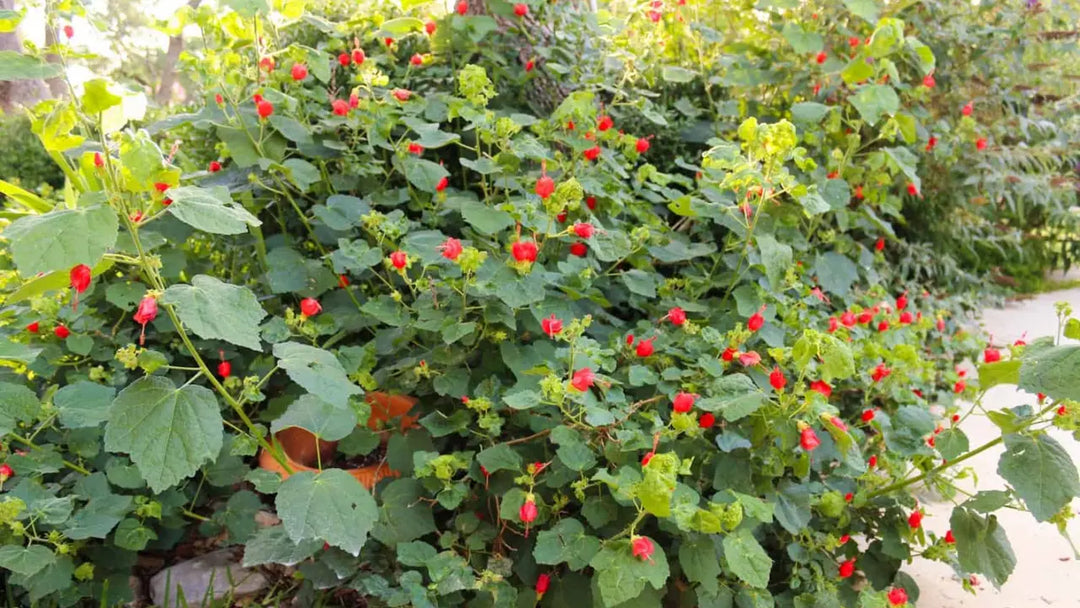 How to Incorporate Turks Cap into Your Native Landscape