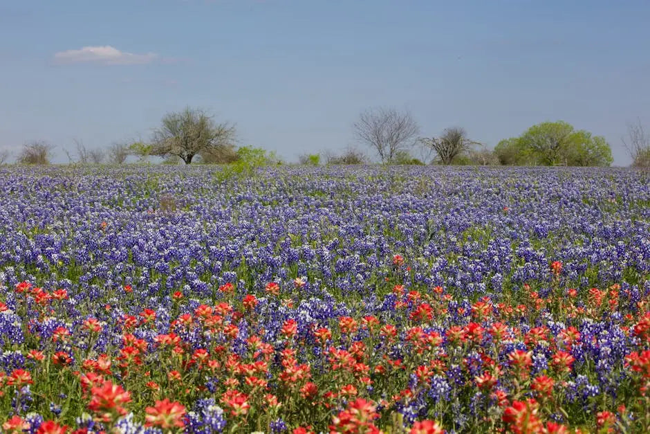 Exploring Native Plants: Landscape Design Ideas for Texas Yards