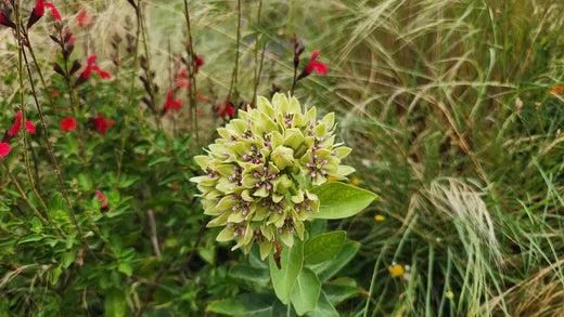 How Do Green Milkweed Plants Benefit Texas Biodiversity?