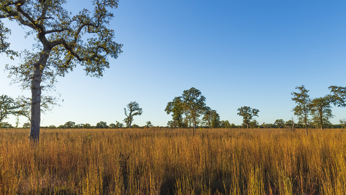 Post Oak Savannah – Native Gardeners