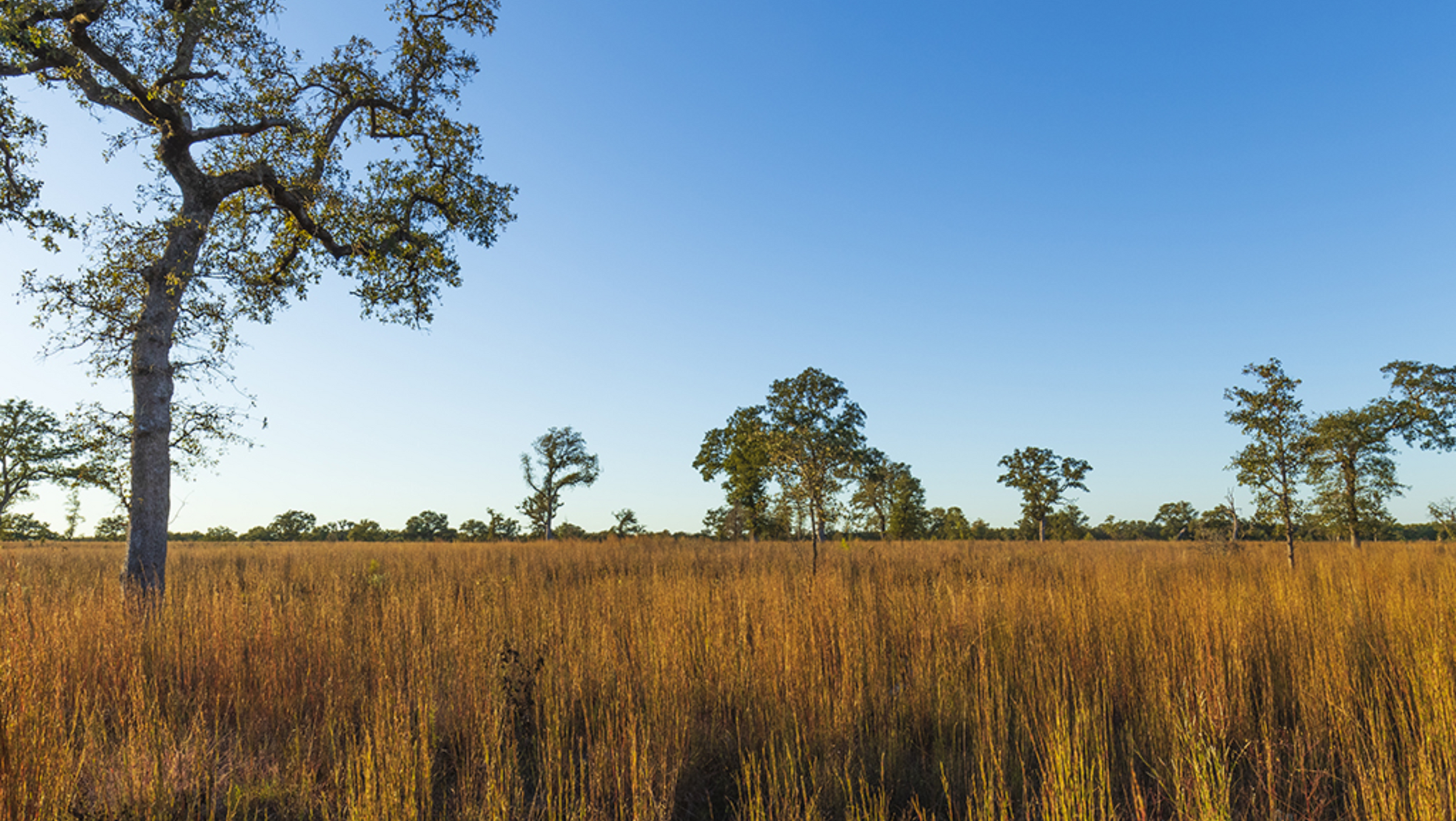 Post Oak Savannah