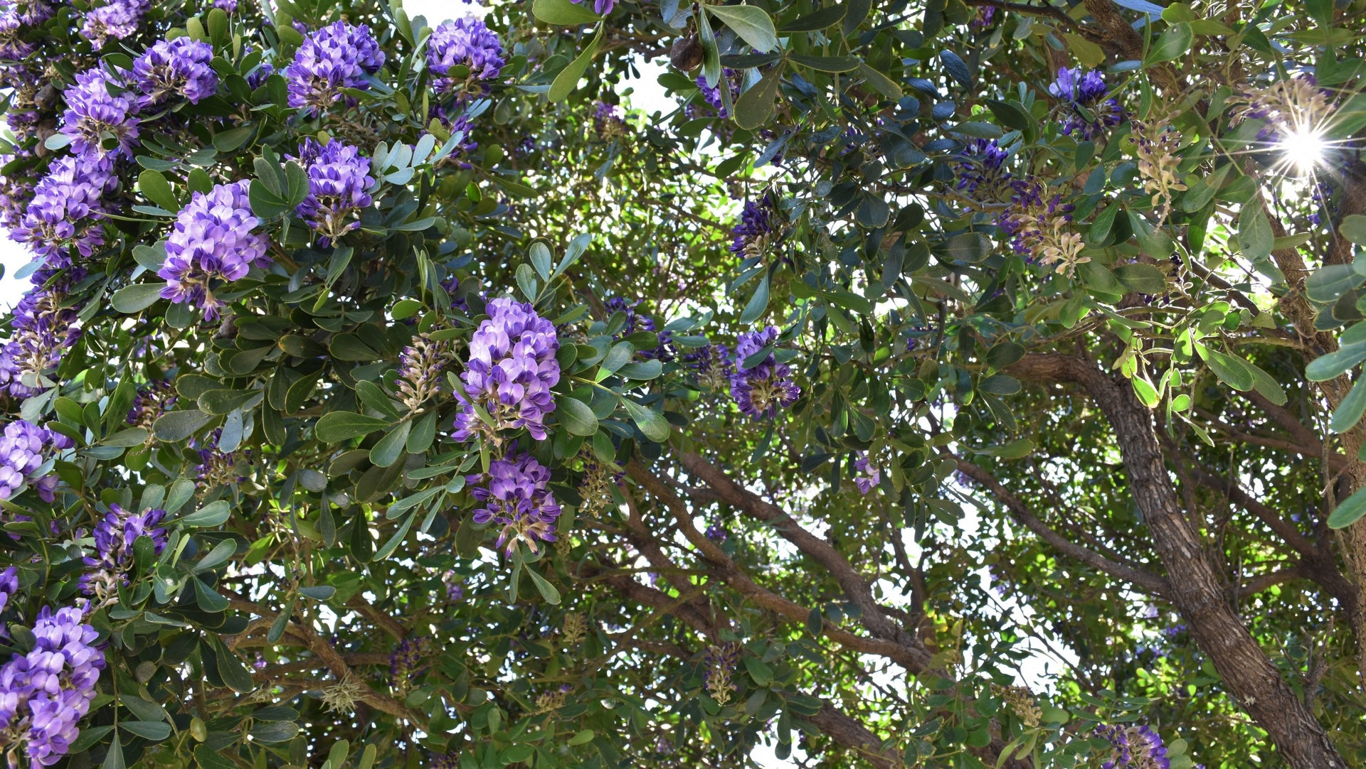 Native Gardeners