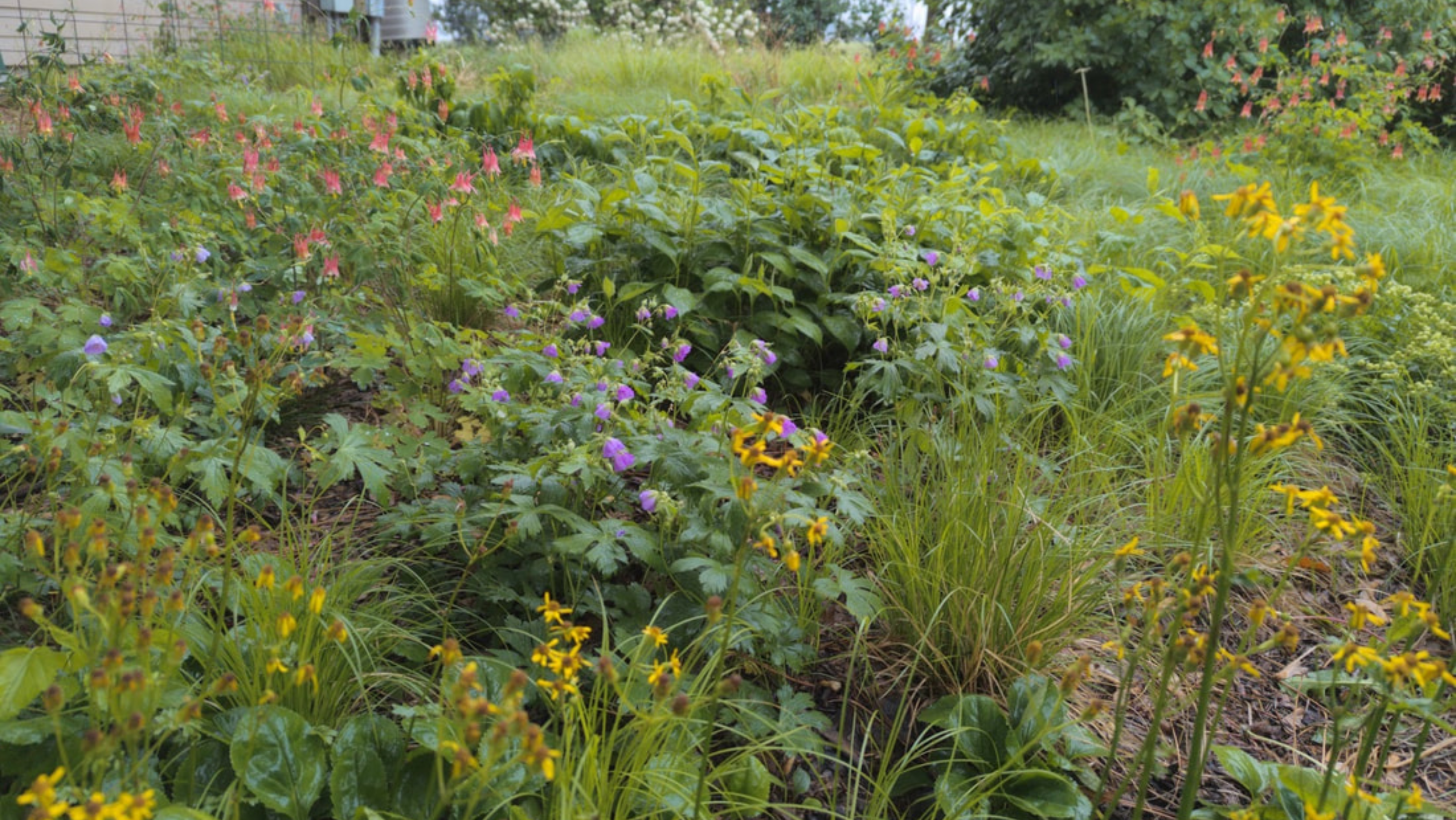 Dappled Shade Garden
