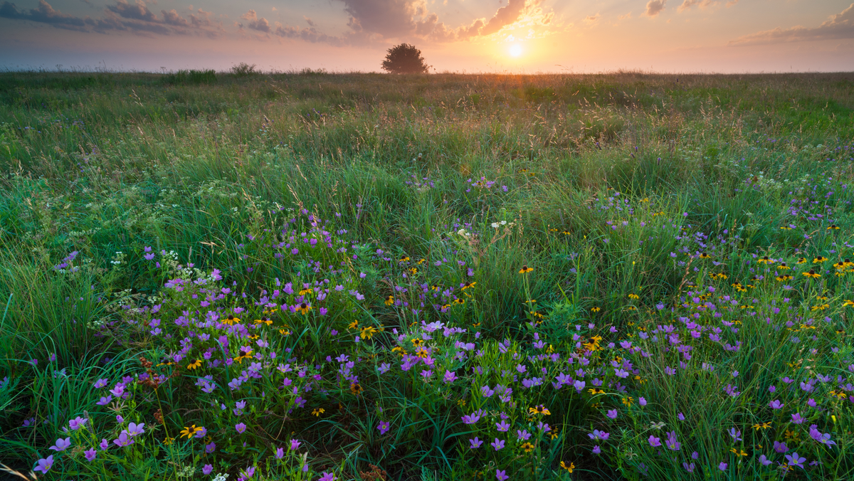 Blackland Prairie – Native Gardeners