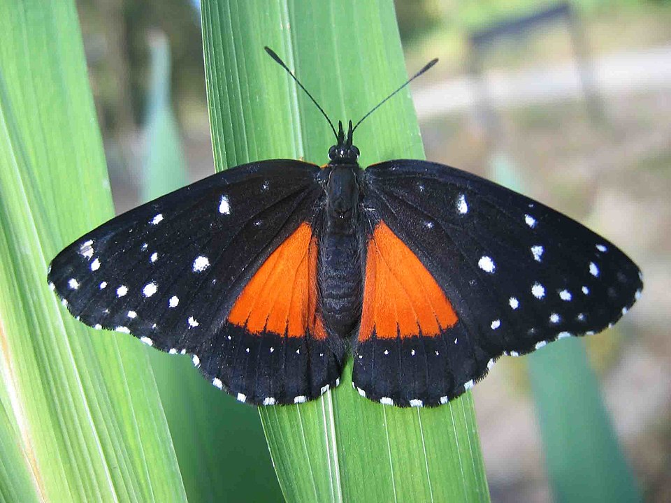 Butterfly Host Plants