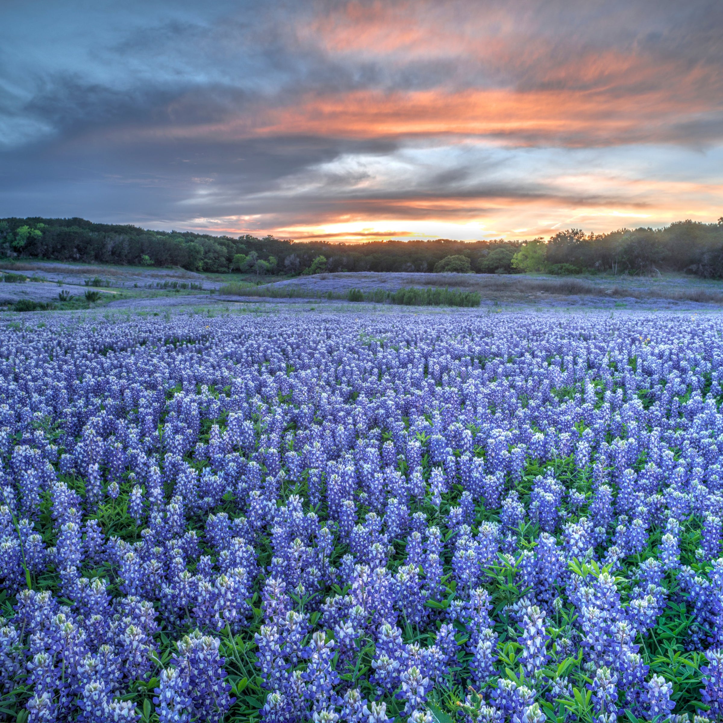 Annuals, Biennials & Short-Lived Perennials