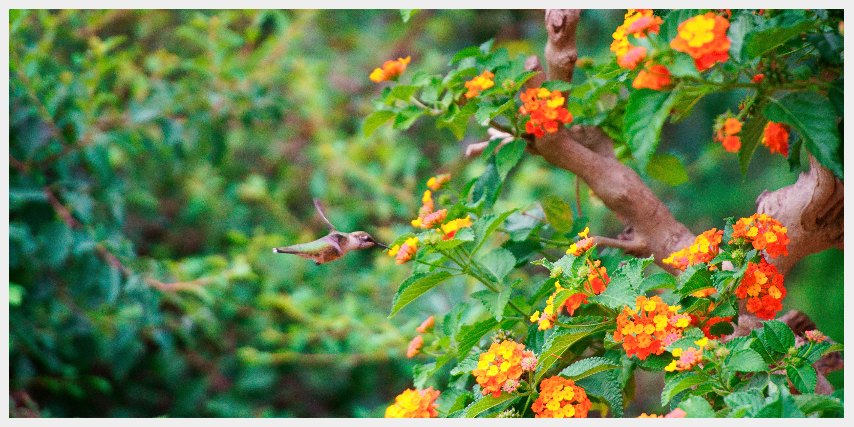 Hummingbird Garden