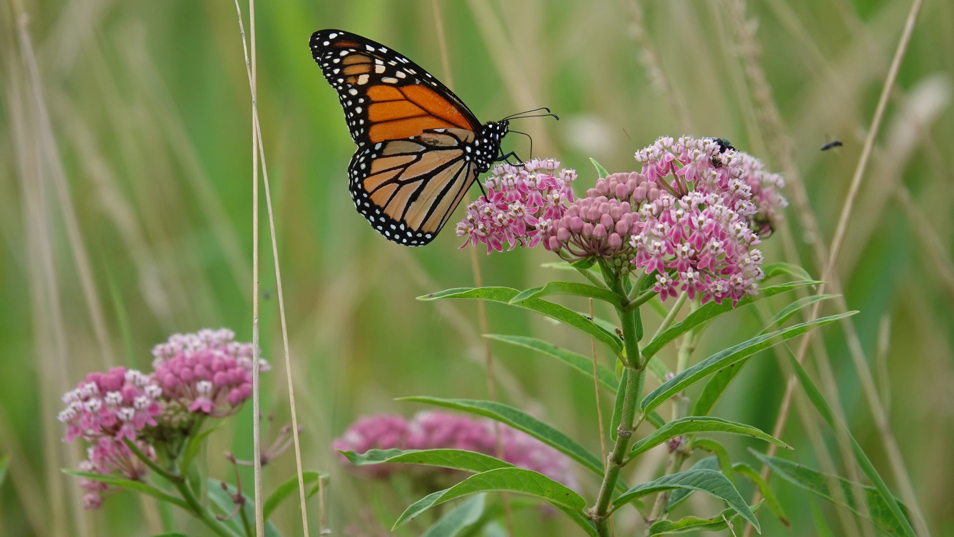 Perennials