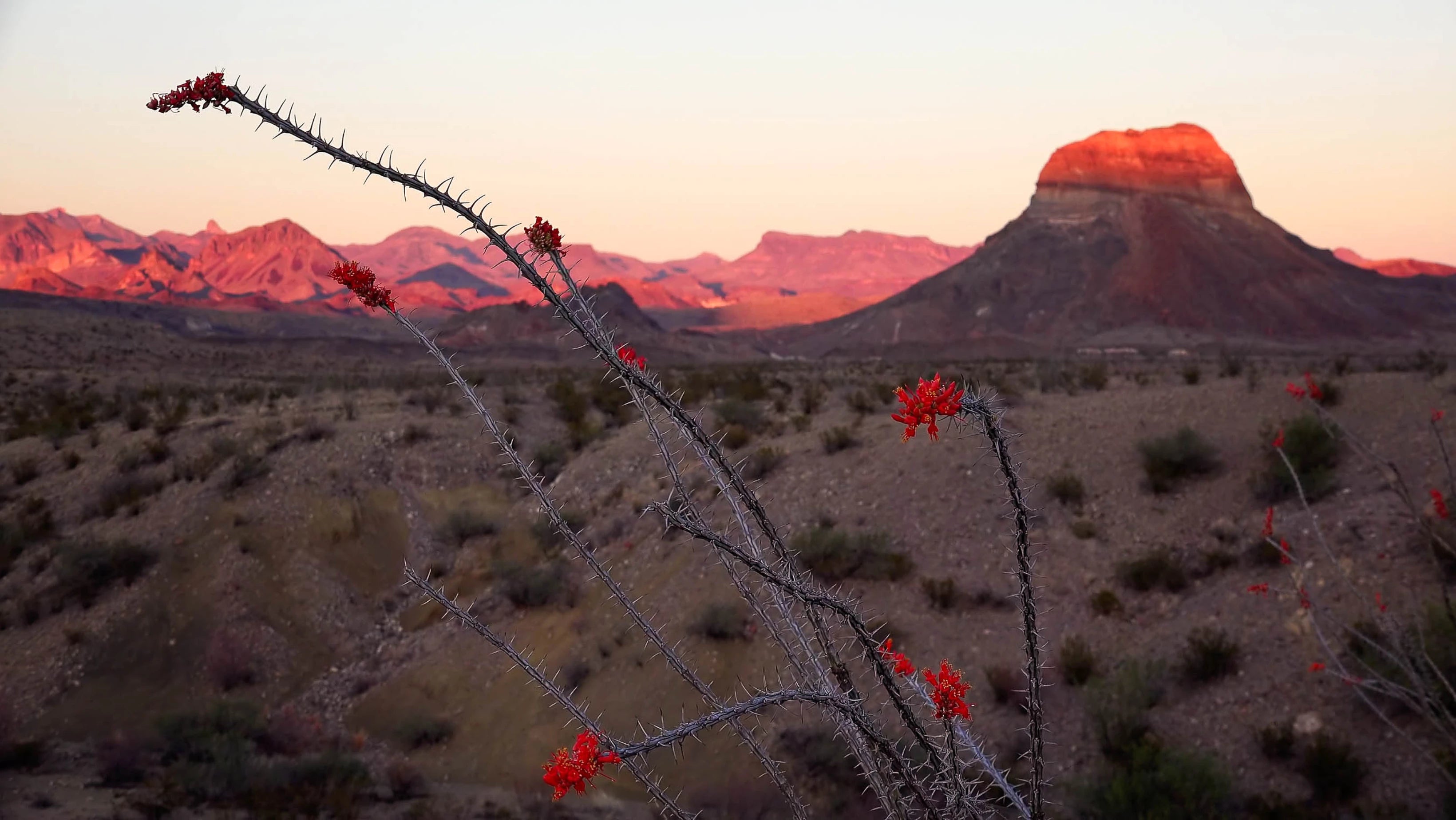 Ocotillo Botanica