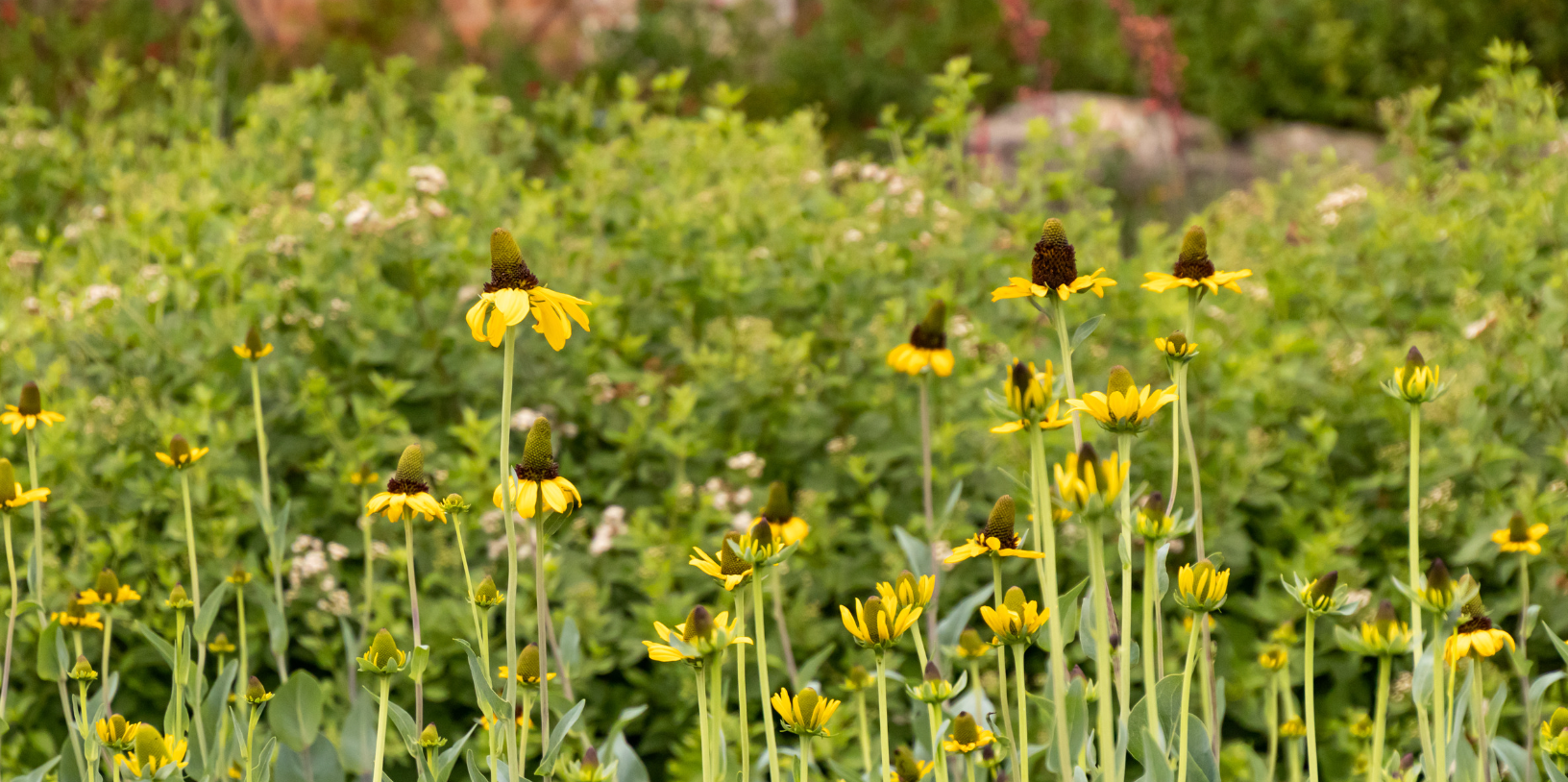 Midsummer Blooms