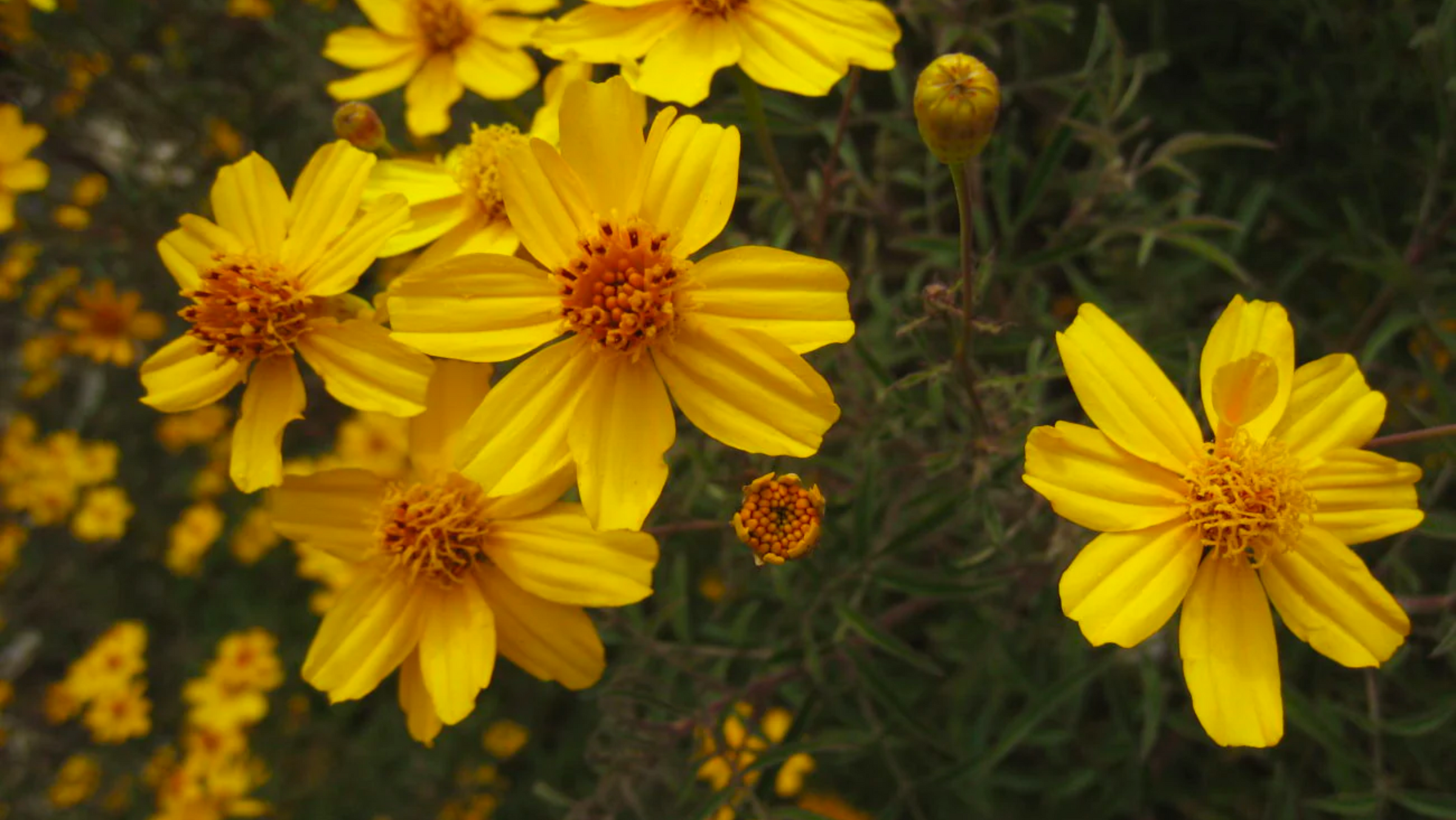 Copper Canyon Vintage – Native Gardeners Copper Canyon Vintage – Native Gardeners