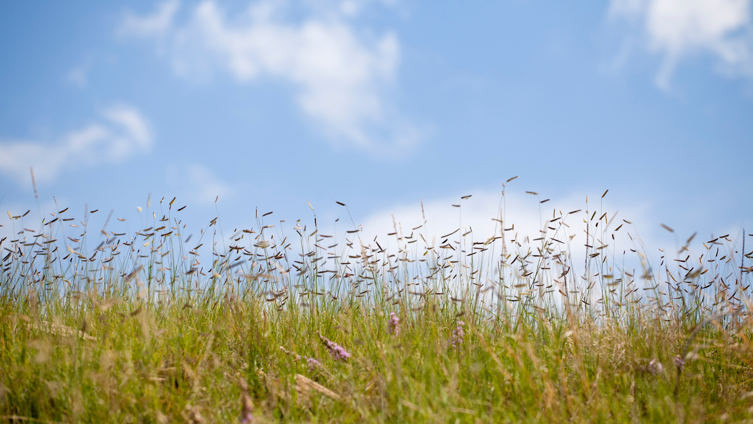 Native Grasses