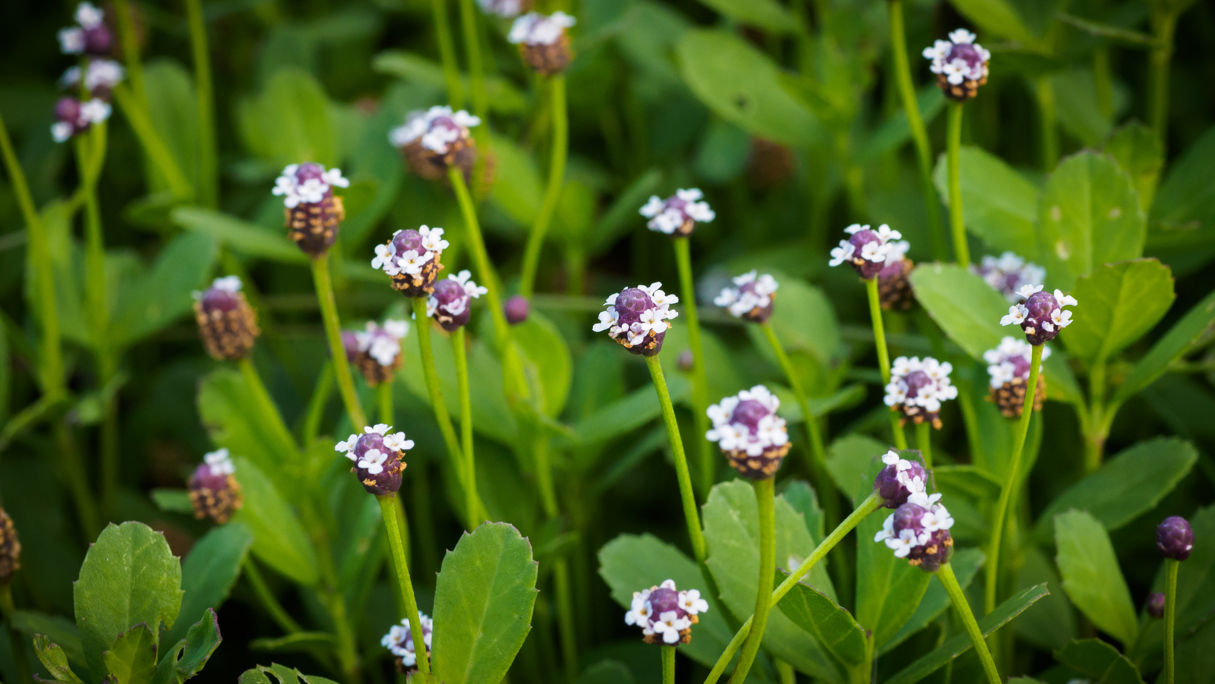 Ground Cover