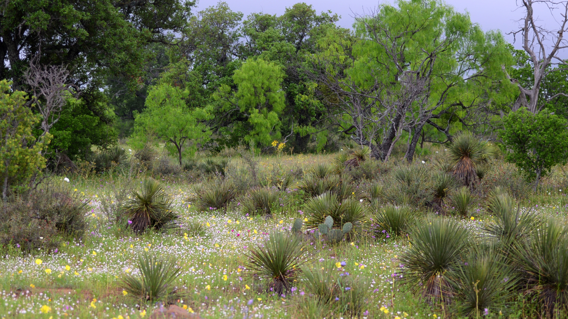 Edwards Plateau