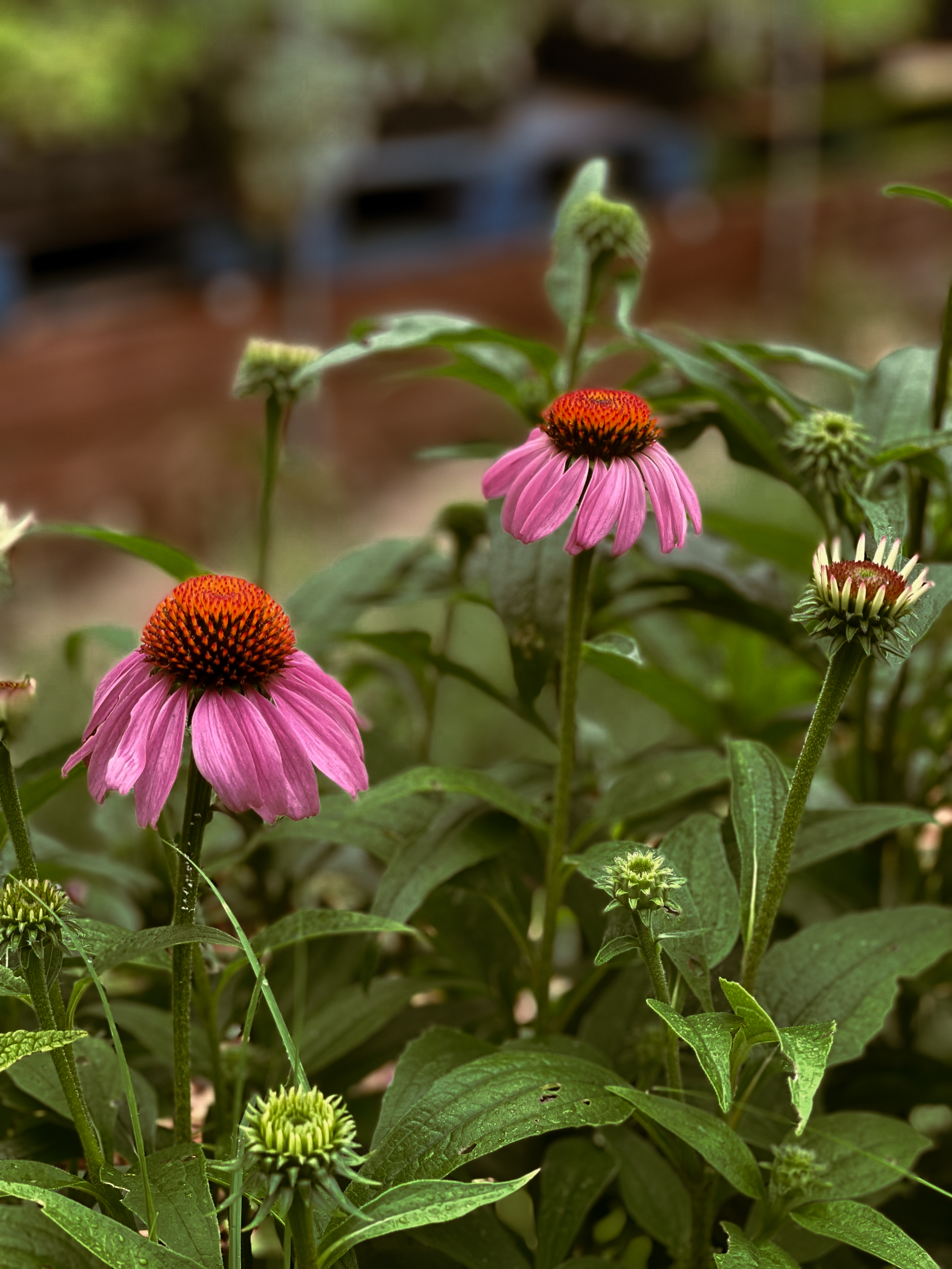 Plants for Beginners