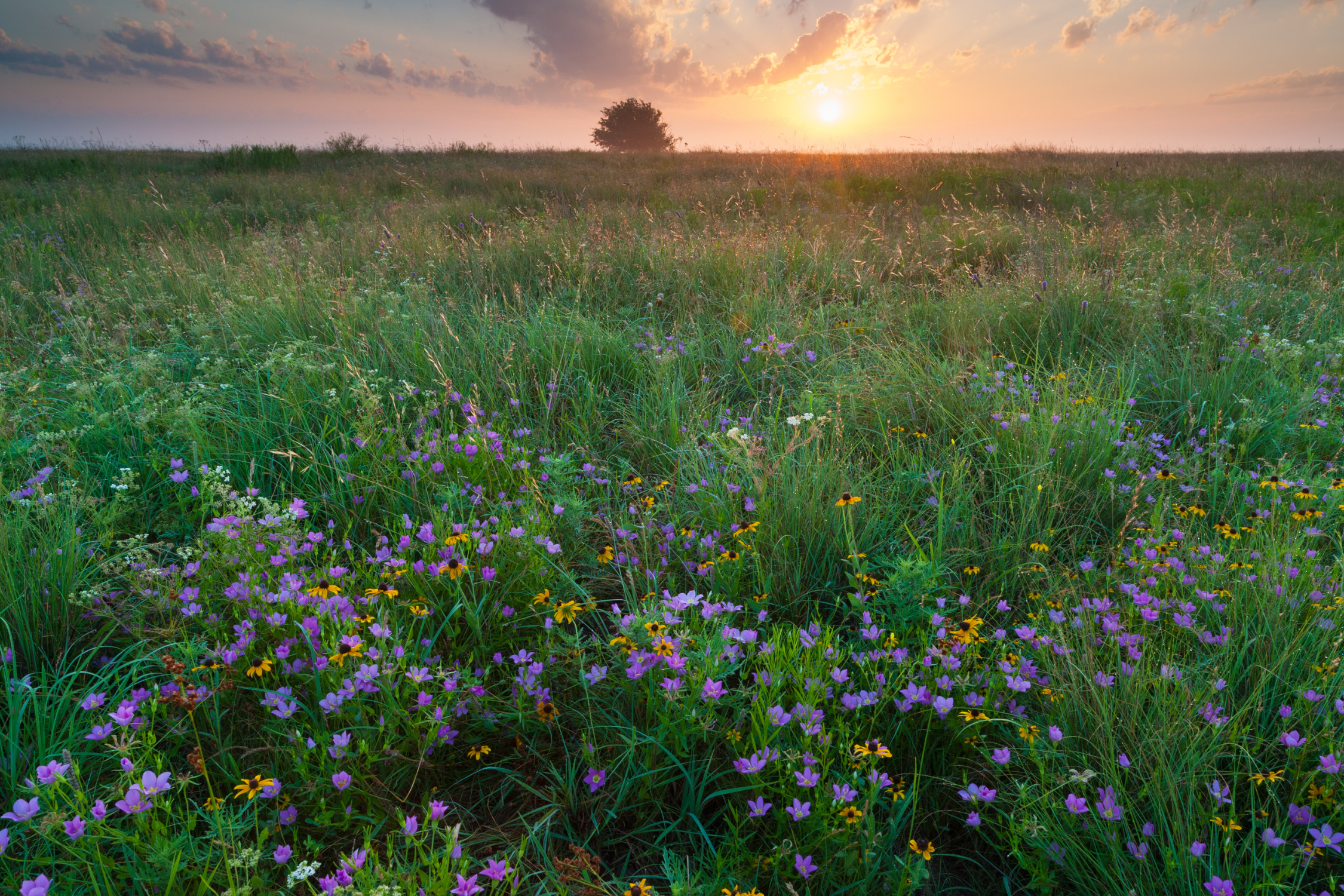 Native Prairie