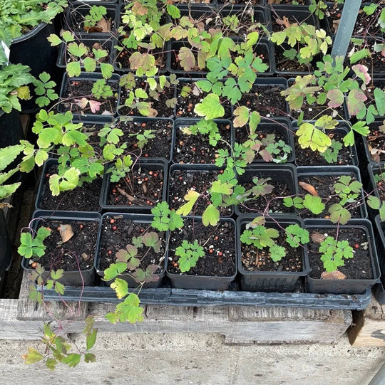 Red Columbine - Native Gardeners