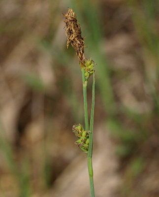 Mead’s Sedge - Native Gardeners