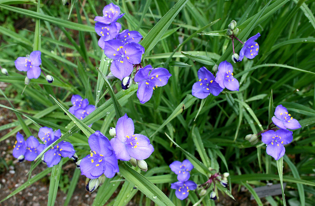 Western Spiderwort - Native Gardeners