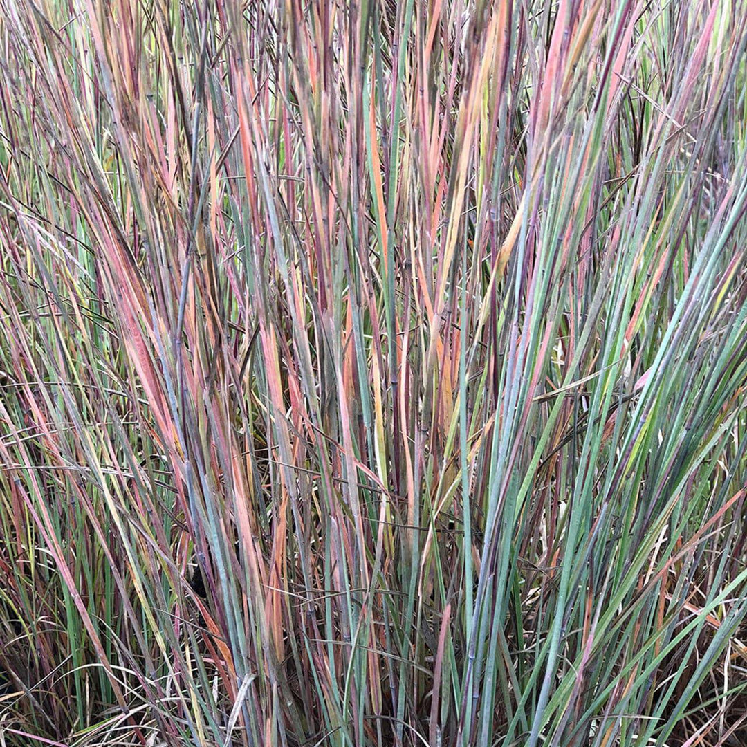 Little Bluestem 'Prairie Blues' - Native Gardeners