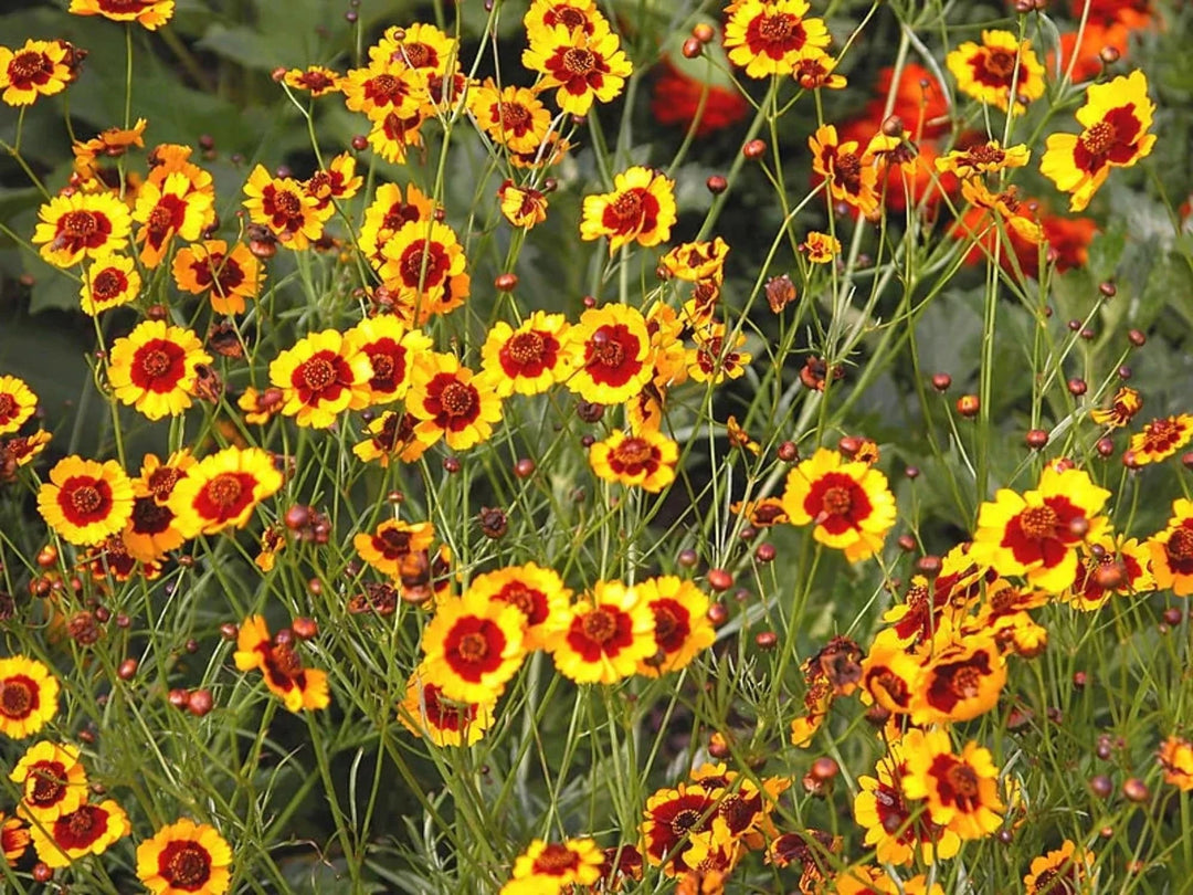 tick seed plant Goldenmane Tickseed