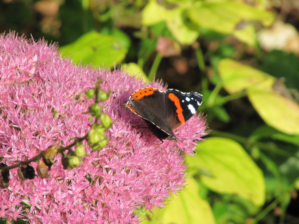 Sedum 'Autumn Joy' - Native Gardeners