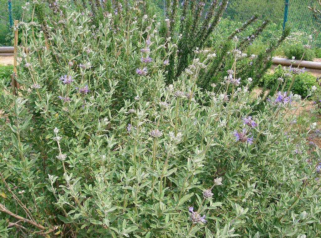 Chaparral Sage - Native Gardeners