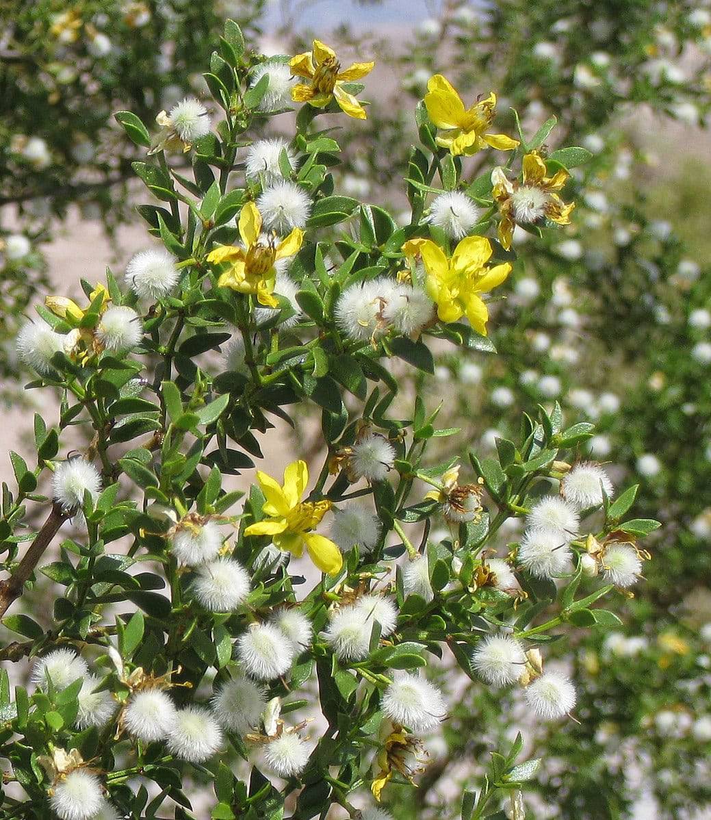 Creosote Bush - Native Gardeners