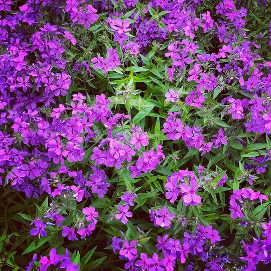 Moss Phlox 'Paparazzi Jagger' - Native Gardeners