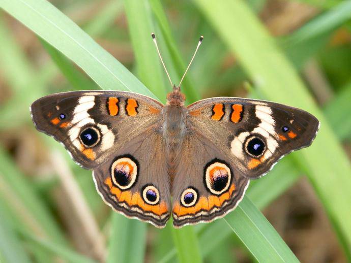  Common Buckeye (Junonia coenia)