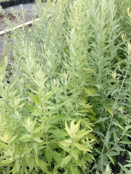 Prairie Sage - Native Gardeners