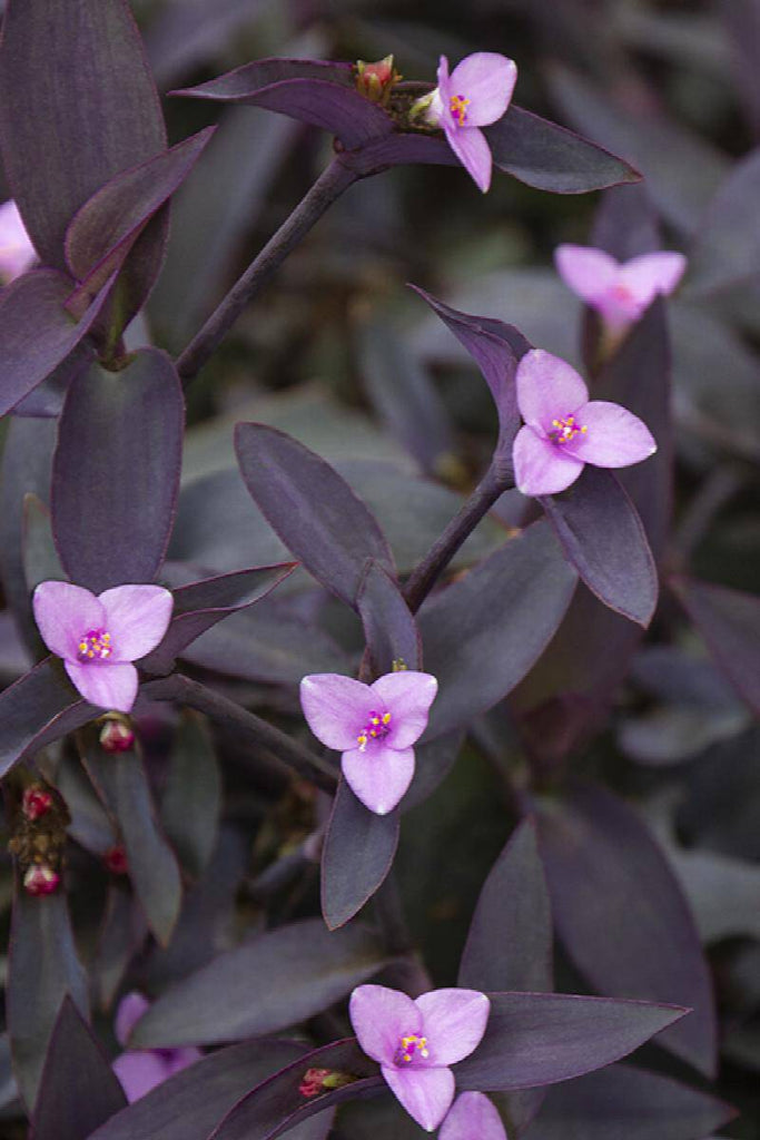 purple heart succulent Purple Heart